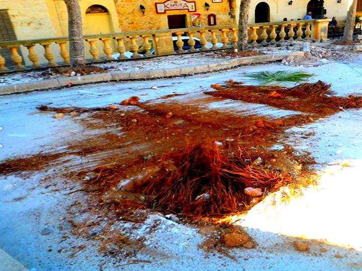 2 Palm trees “destroyed & removed” during Qala Square refurbishment