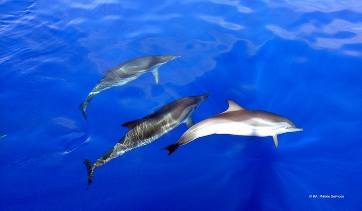 Marine information sessions held for volunteers on cetaceans & turtles