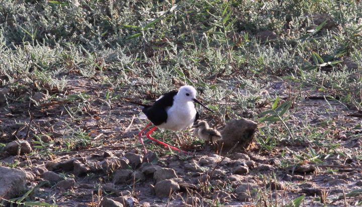 First ever Black-winged Stilt chicks hatch at Is-Simar nature reserve