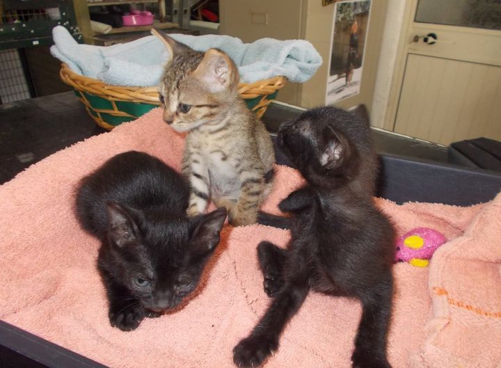 Kittens George, Greg & Geoff waiting for their own forever homes