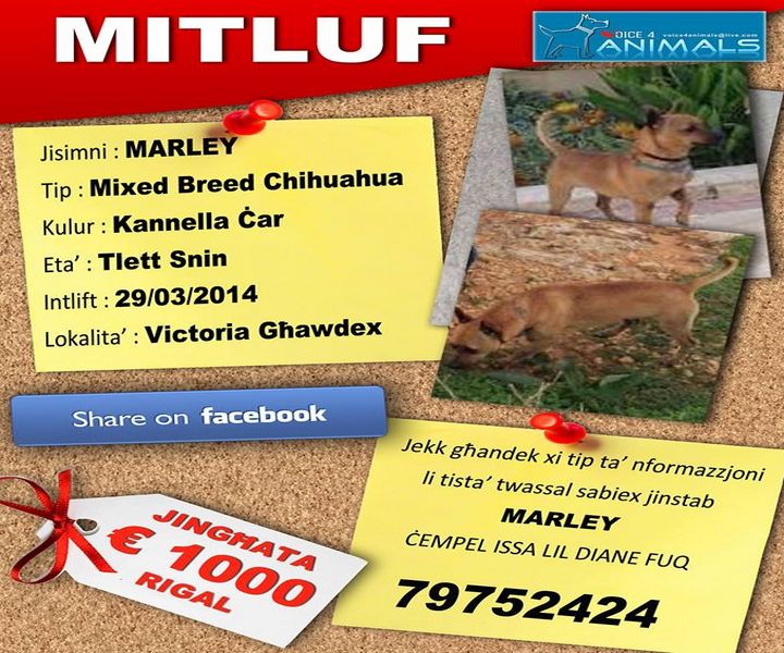 Little Marley is still missing from Victoria, owners appeal for information