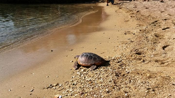 Two loggerhead turtles released after 9 months of rehabilitation