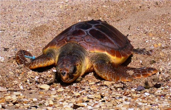 Two loggerhead Turtles released after 9 months of rehabilitation