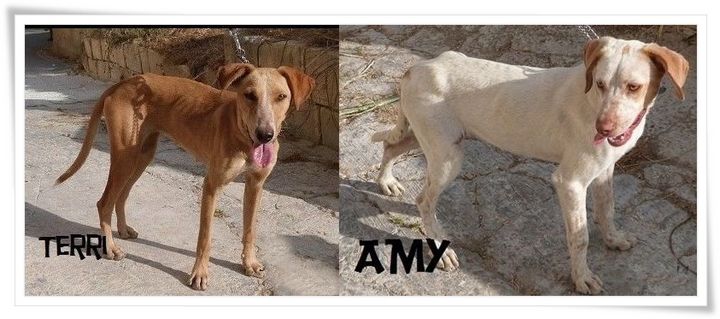Terri and Amy are 2 friendly female dogs needing forever homes