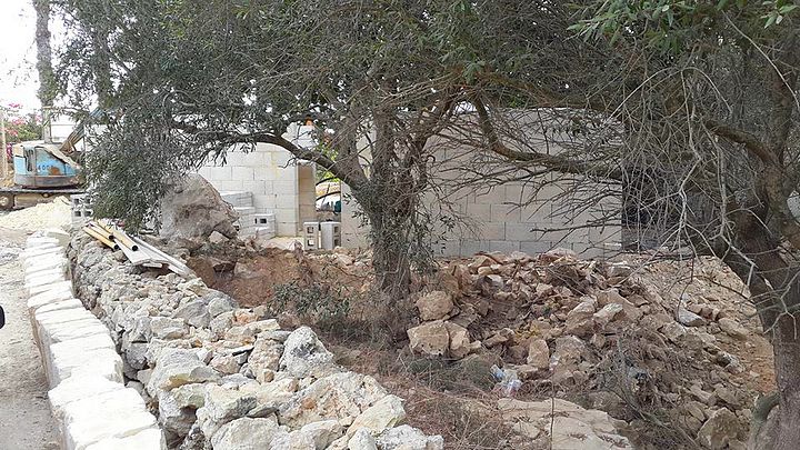 Works get underway on the refubishment of Ta’ Blankas olive grove