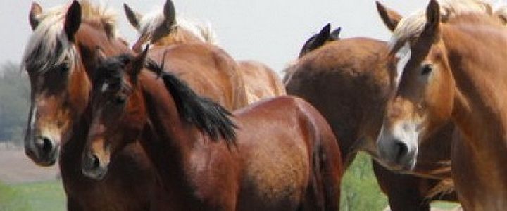 EU to tighten rules on horse passports: A more reliable & safer system