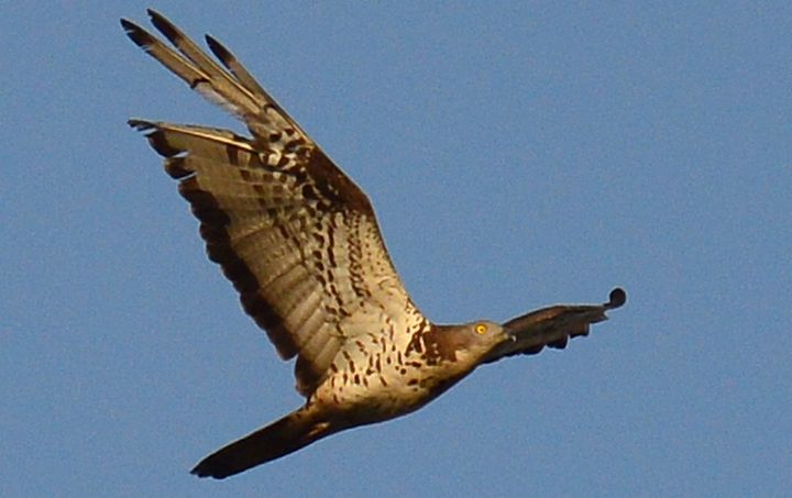 Hunters shoot at raptors – only 150 metres away from airport runway – CABS