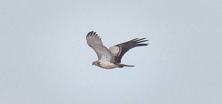 Short-Toed Eagle suspected to have been shot: BLM calls for tougher penalties