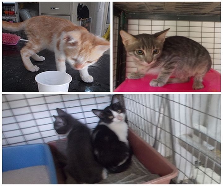 Loving homes needed for kittens at the Gozo SPCA Centre Loving homes needed for kittens at the Gozo SPCA Centre