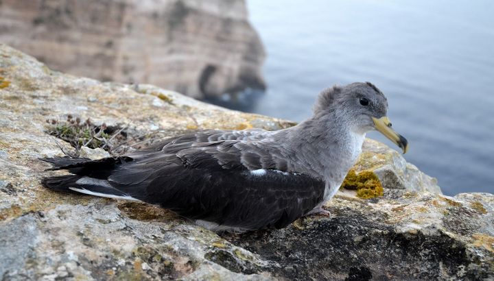 High number of Scopoli’s Shearwaters stranded: Appeal for less light pollution