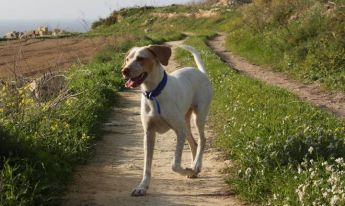 Gozo SPCA need forever homes for 3 loving & friendly dogs – Amy, Fritz and Terri