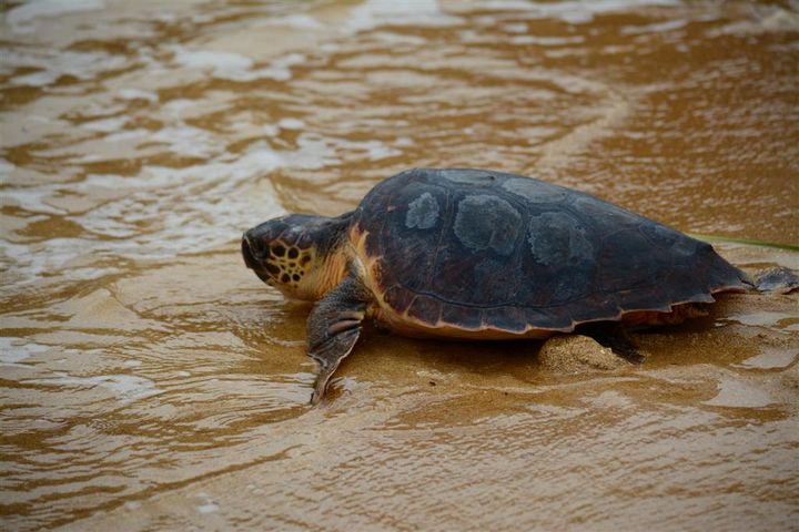 Two loggerhead turtles - Katusu and Edel released following rehabilitation