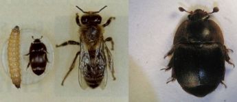 Prohibition of the importation of bees from Southern Italy