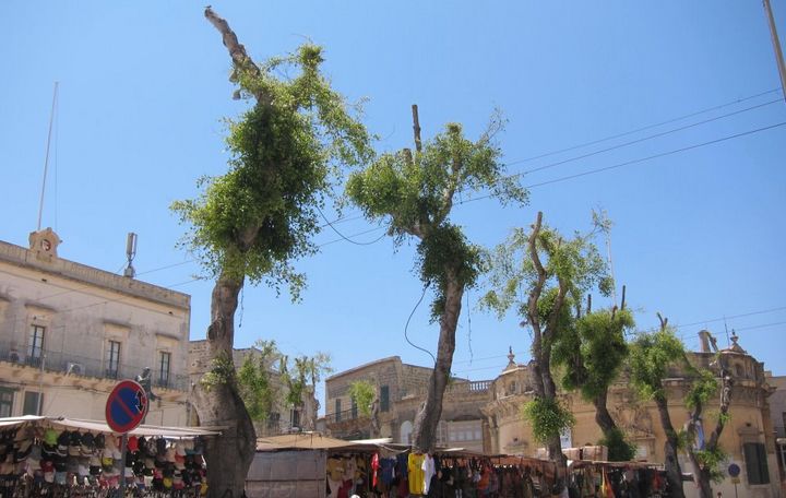 Trees saved at it-Tokk Square Victoria, following FAA court action