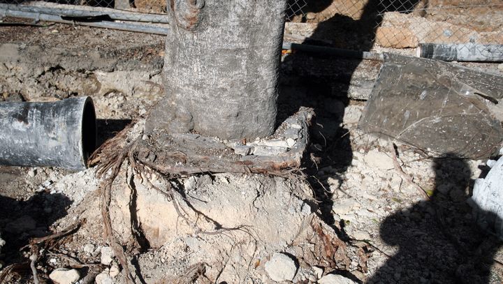 Victoria Local Council still insists on relocating trees from it-Tokk Square