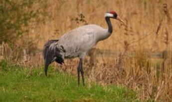 3 Maltese wanted by Italian Police for hunting protected bird – CABS