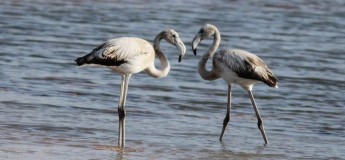 Break in at Ghadira, popular resident Flamingos gone overnight