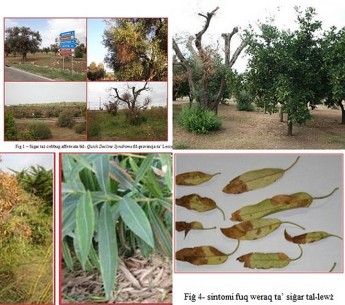 Plant Health Directorate information on ‘Olive Quick Decline Syndrome’