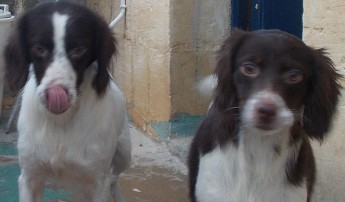 Rocky and Kimba are waiting for their forever homes at Gozo SPCA
