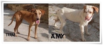 Two loving, friendly, female dogs needing their own forever homes