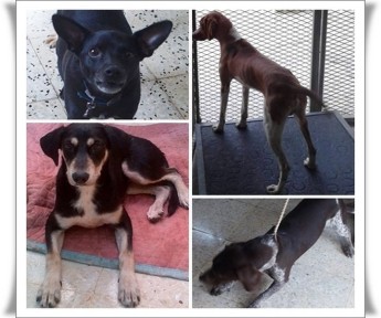 Casper, Henry, Julia & Glenn, waiting for forever homes at Gozo SPCA
