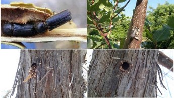 Insect pest found on Carob trees & grapevines reported in Fontana
