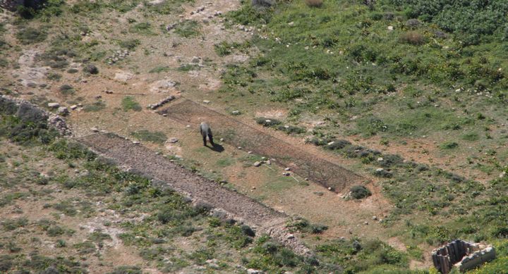 Birdlife Malta seriously concerned at opening of trapping season