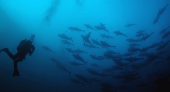 University of Malta offers short course in Marine Biology University of Malta offers short course in Marine Biology