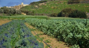 Producer and input price indices for agriculture both went down in Q4