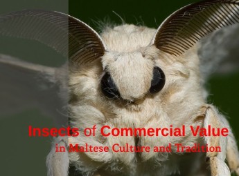 Insects of Commercial Value in Maltese Culture & Tradition – Lecture