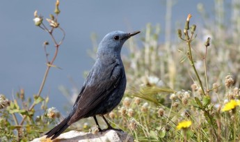 Malta, seize the moment & keep the momentum going, says BirdLife Malta
