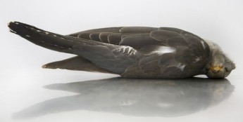 Cuckoo shot down on second day of spring hunting season – Hunter in court Cuckoo shot down on second day of spring hunting season – Hunter in court
