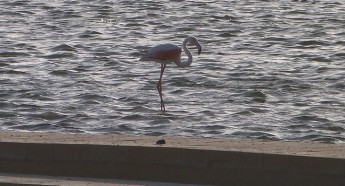 BirdLife Malta and ALE guarding rare visitor as flamingo lands at Salina