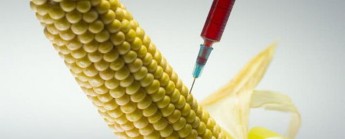 More freedom for Member States to decide on GMOs use for food & feed