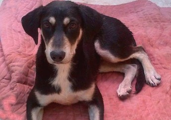 Meet Julia, a new resident at Gozo SPCA in need of a loving home