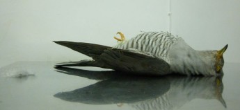 Shot cuckoo discovered by dog walker in Mizieb Woodland – BLM Shot cuckoo discovered by dog walker in Mizieb Woodland – BLM