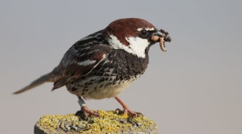 The best thing for most baby sparrows is to leave them alone – BLM