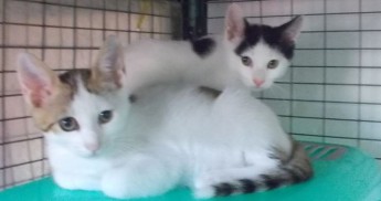 Rebel and Rover, 2 little kittens waiting for loving homes at Gozo SPCA