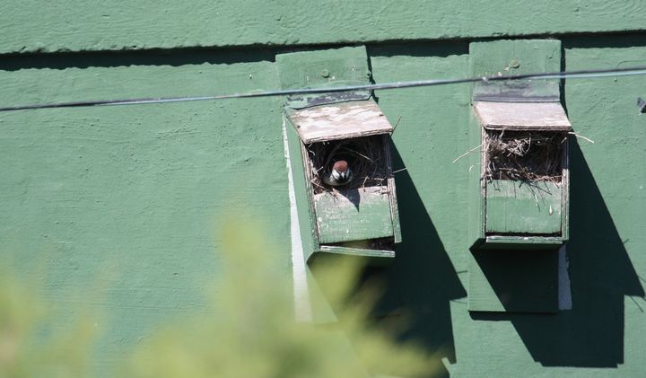 The best thing for most baby sparrows is to leave them alone - BLMg
