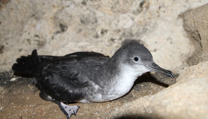 Nature alert online action to protect nature in Europe closes on Friday