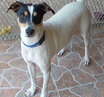 Zelda and Rebel are at Gozo SPCA waiting for loving, forever homes