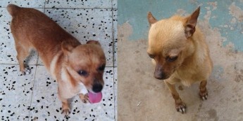 Bruce & Cal, 2 little Chihuahuas needing their own forever homes