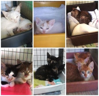 Gozo SPCA kittens watching, waiting and hoping for loving homes