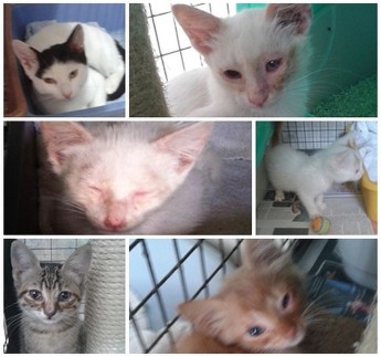 Adorable kittens waiting for loving forever homes at Gozo SPCA