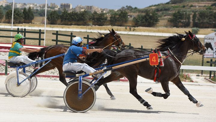 Exciting morning of horse racing in Gozo for the season's final programme