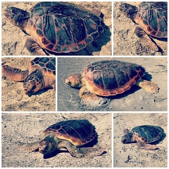 Anne & Roberto: 2 turtles released by NTM following months of rehab