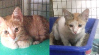 Ginger & Ferry, 2 of the kittens at Gozo SPCA in need of loving homes Ginger & Ferry, 2 of the kittens at Gozo SPCA in need of loving homes