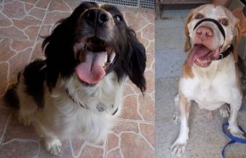 Don’t forget that animals need help too during this very hot weather
