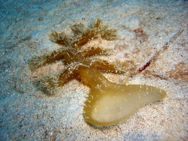 Taking stock: Alien species in Maltese waters