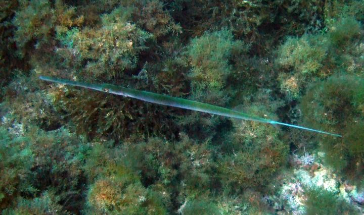 Taking stock: Alien species in Maltese waters